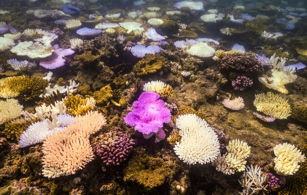 Коралловые рифы по всему миру обесцвечиваются — найдена причина